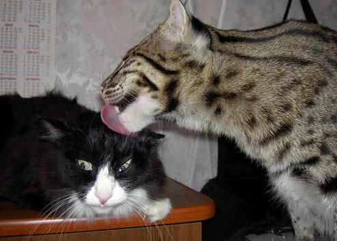 布伦森末节19分掀翻巨舰!上海男篮跨洲逆袭雄鹿之战