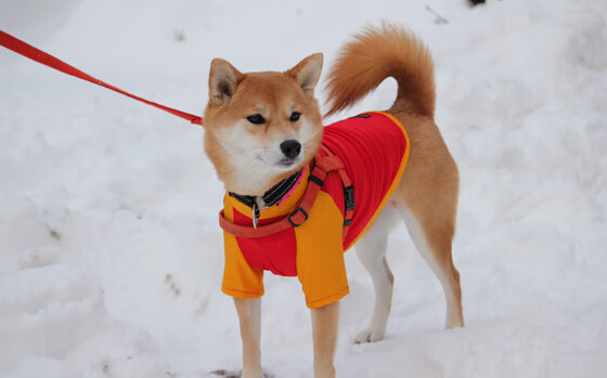 灰熊主场掀翻湖人，孟菲斯上演NBA版欧冠黑马奇迹