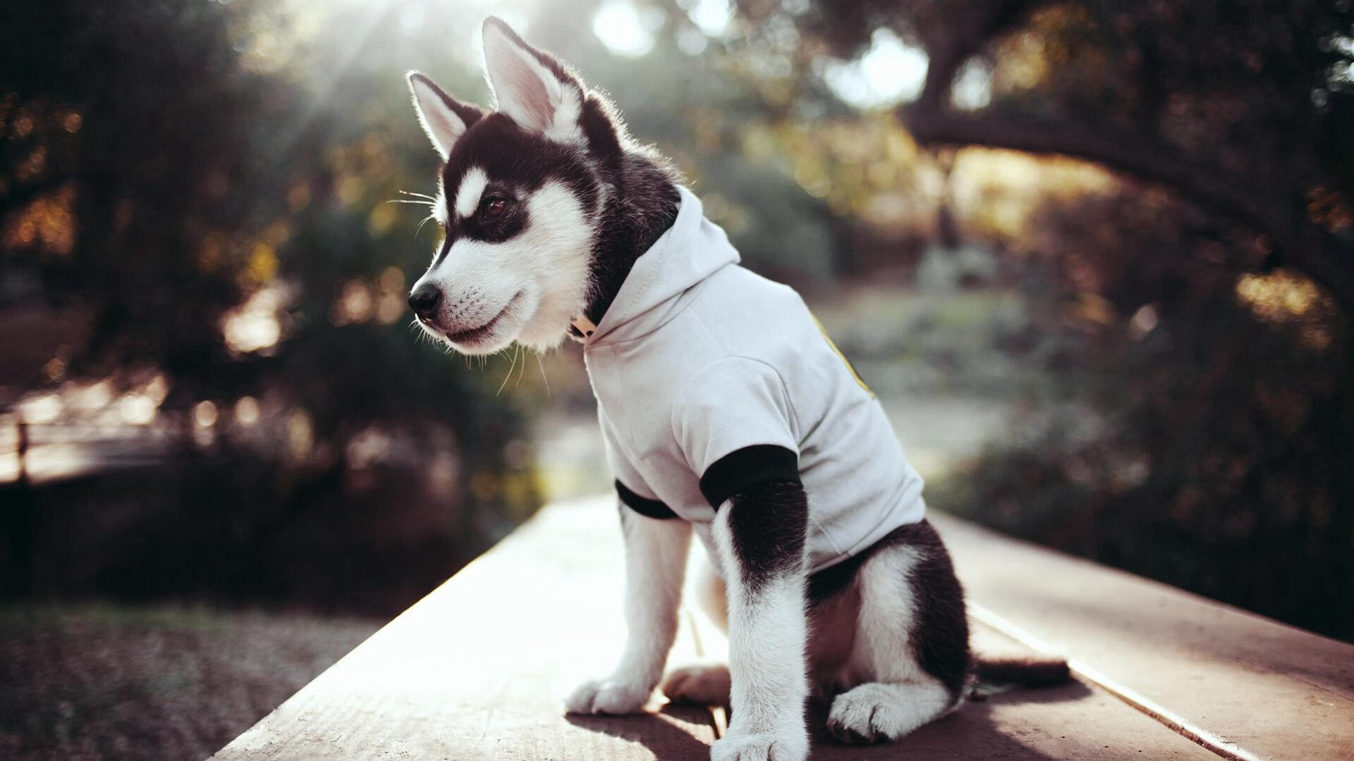 无形之手，当杜兰特的影子笼罩猛龙与老鹰之战